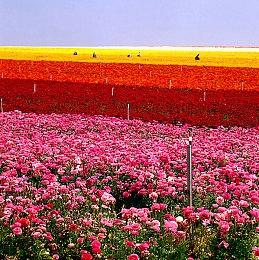 《沙丘：香料战争》首部实机演示预告片分享